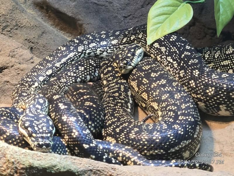 The Reptarium (Utica)