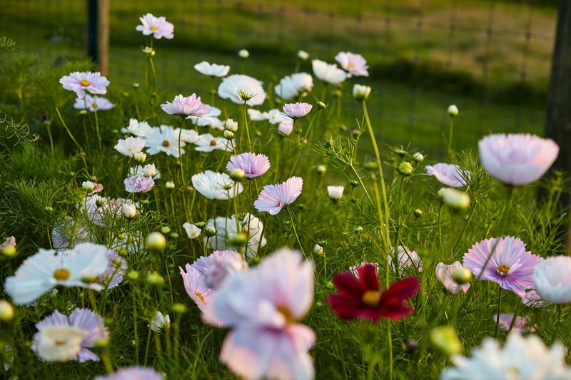 High Hopes Flower Farm