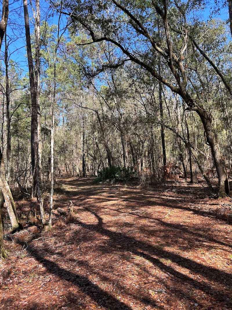The Short Nature Trail That Reveals North Florida Landscapes