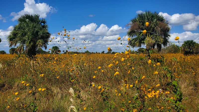 Butterfly Gardens In The Wild