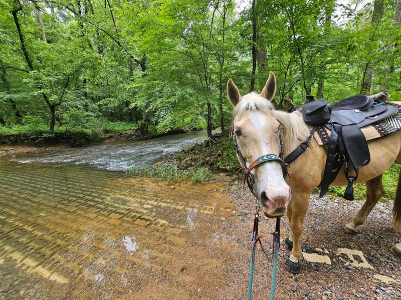 Dry Creek Horse Trail System (Chattahoochee National Forest) 