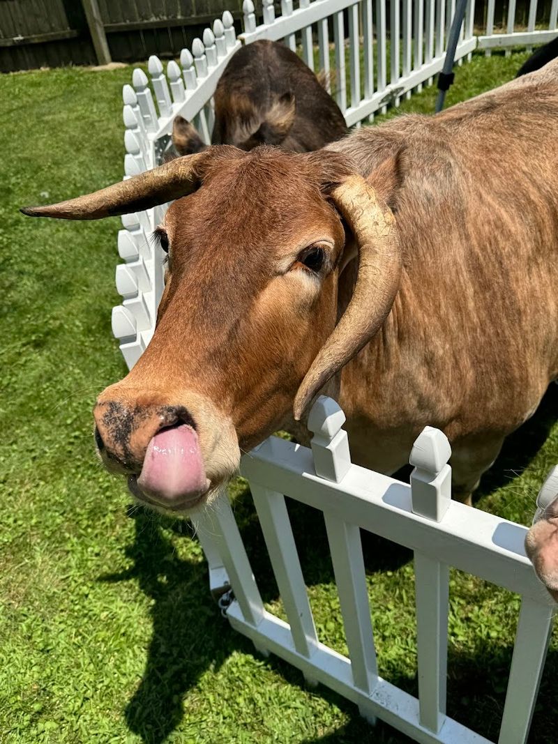 Wild Hooves Farm Animal Rescue (Vermilion)
