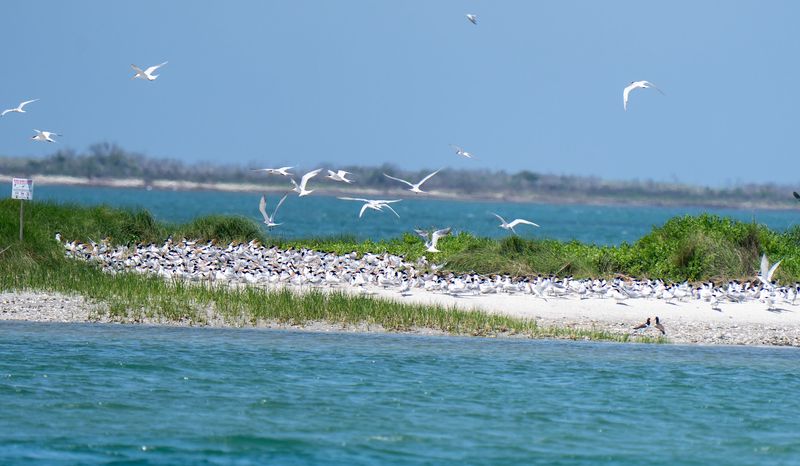 Birding and Wildlife Watching in Pristine Habitats