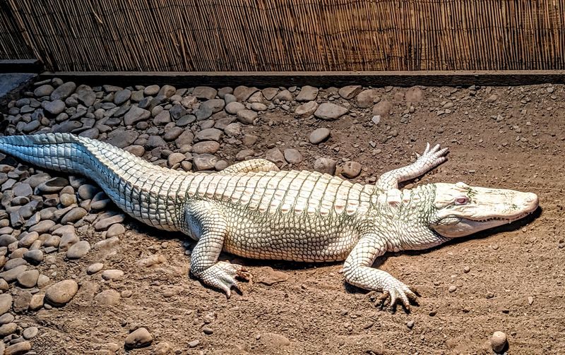 Clyde Peeling's Reptiland (Allenwood, Union County)