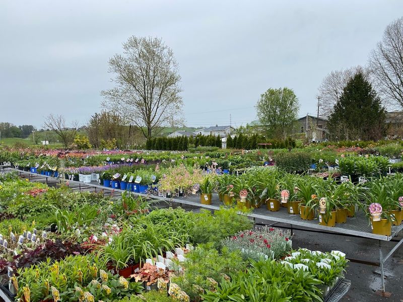 Reiff's Nursery & Greenhouses