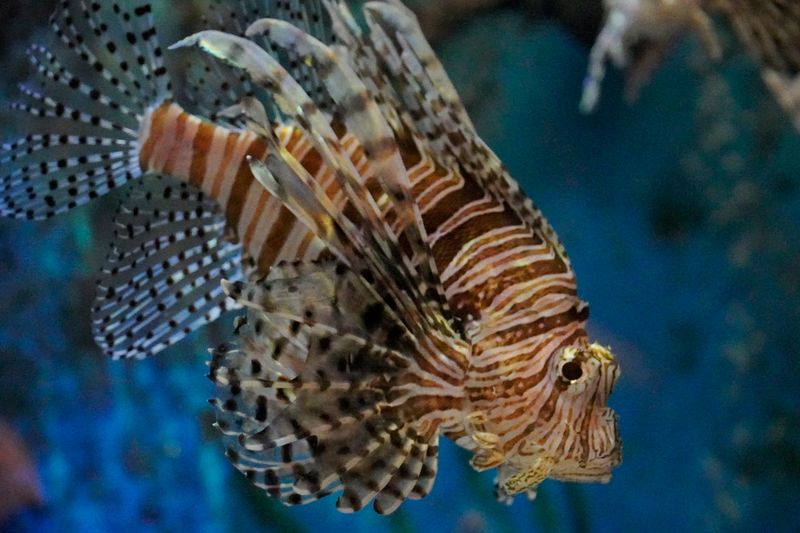 Buttonwood Park Zoo Aquarium Exhibits