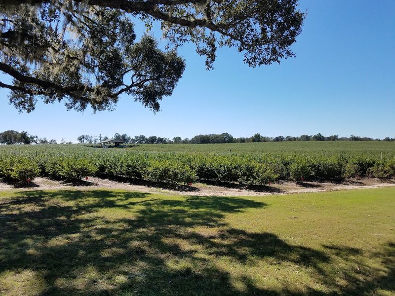 Amber Brooke Farms (Williston)