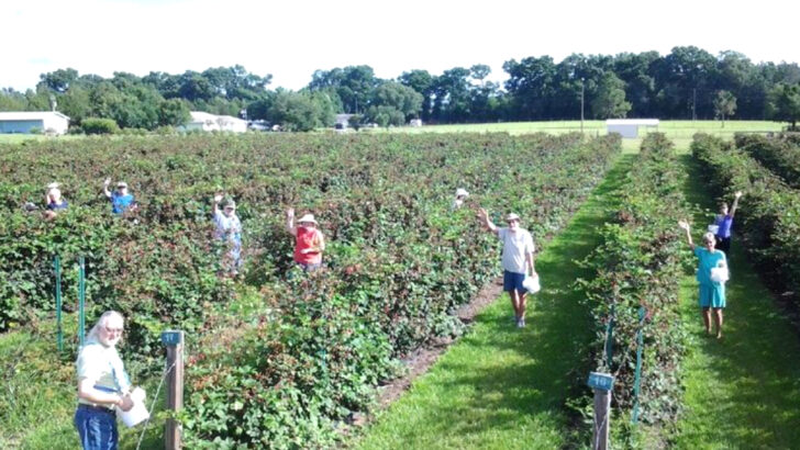 10 Florida Berry Farms Where You Can Pick The Freshest Fruit Of The Season