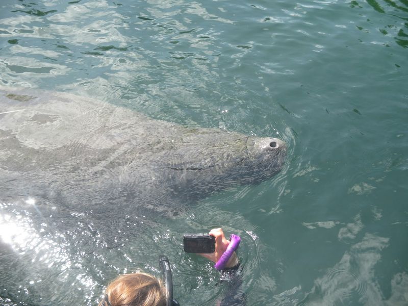 Swim with manatees - Crystal River