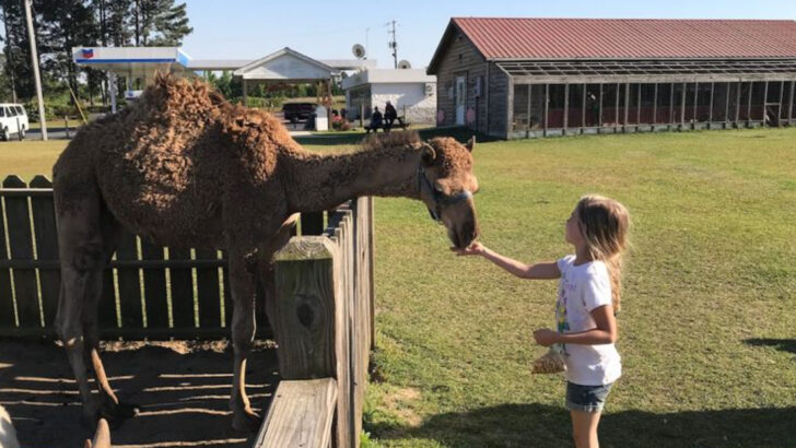 10 Georgia Wildlife Parks That Bring You Closer To Nature Than You&rsquo;d Expect