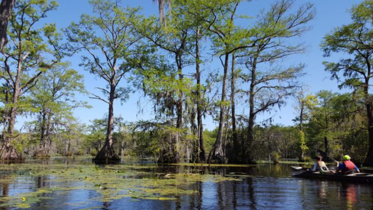 10 North Carolina Kayaking Routes That Make You Want To Stay On The Water All Day