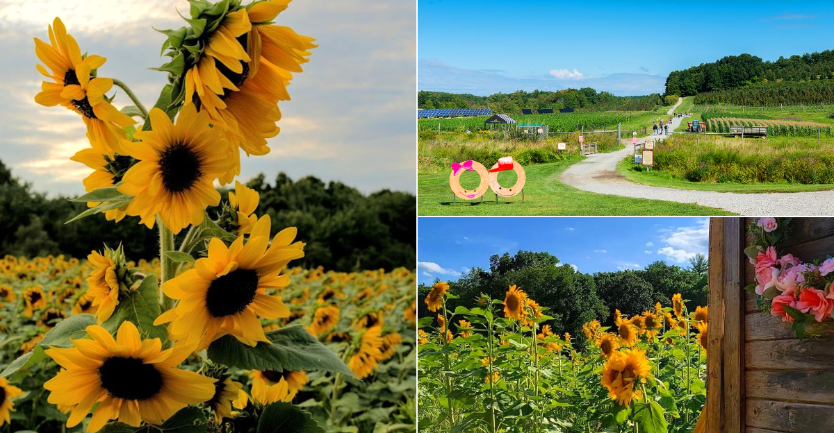 11 Massachusetts Sunflower Fields That Make You Want To Stay Until Sunset