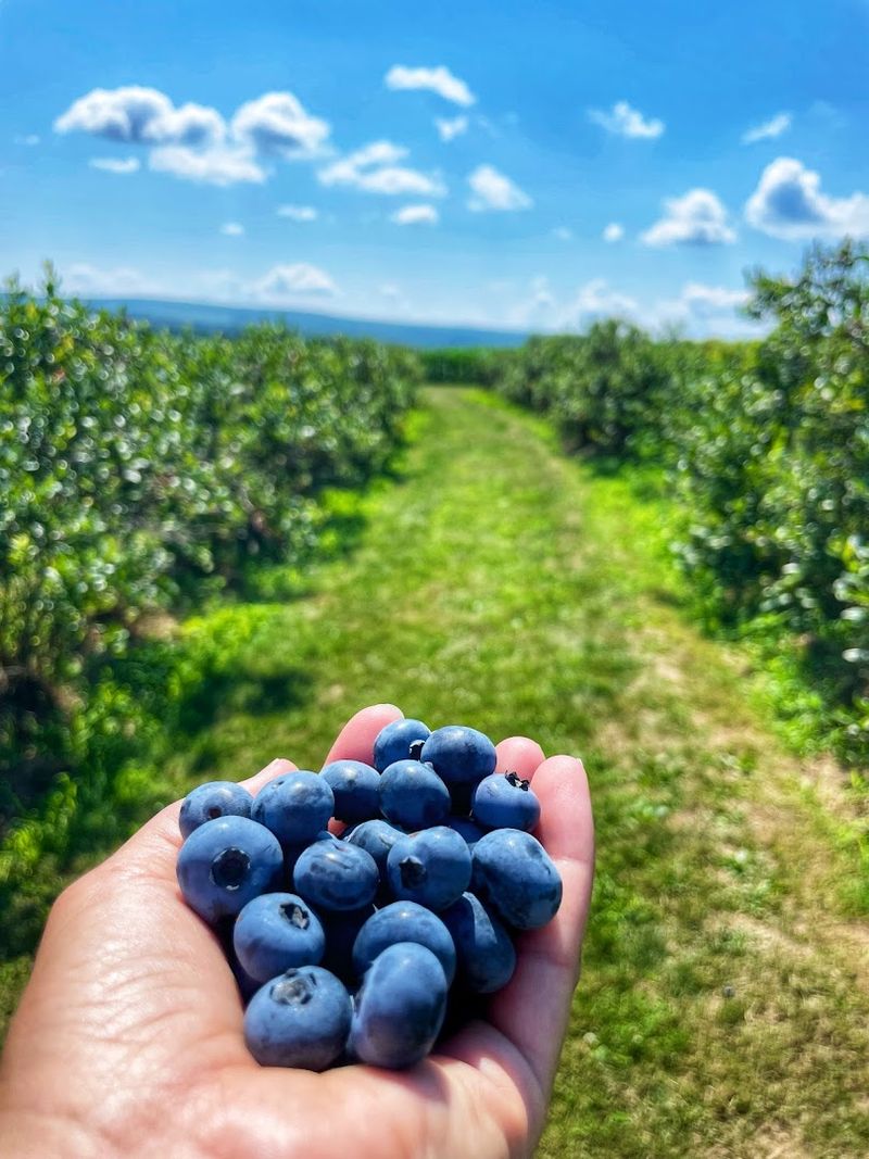Stutzman Farms