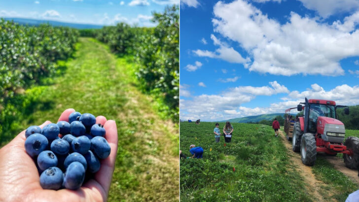 11 Pennsylvania Berry-Picking Farms Worth Filling A Bucket For