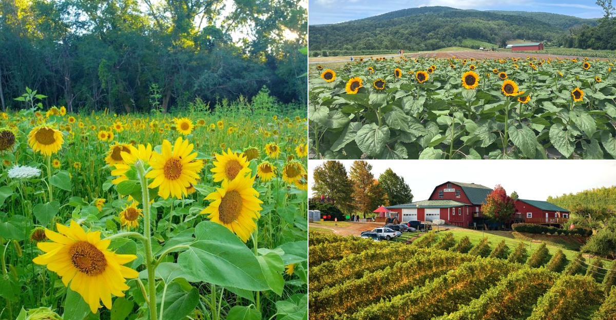 11 Virginia Sunflower Fields That Feel Like A Scene From A Summer Movie