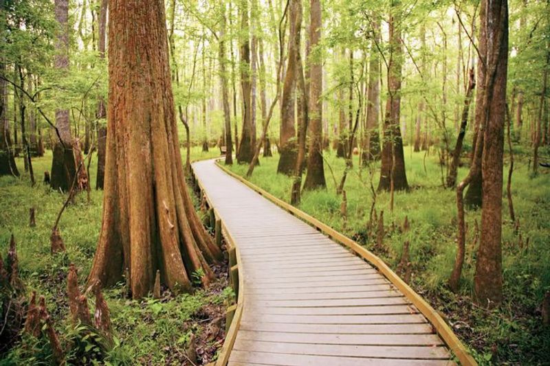 Congaree National Park - Hopkins, Richland County