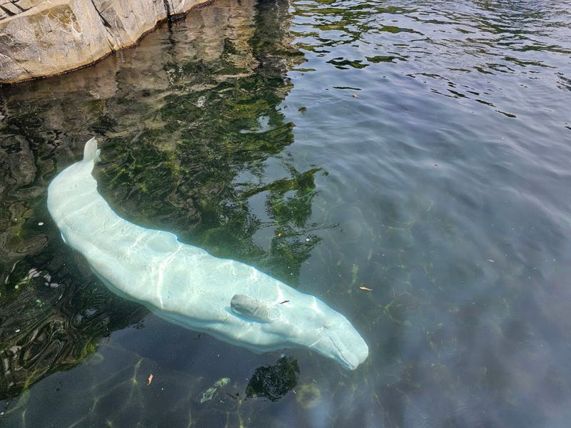Mystic Aquarium (Mystic)