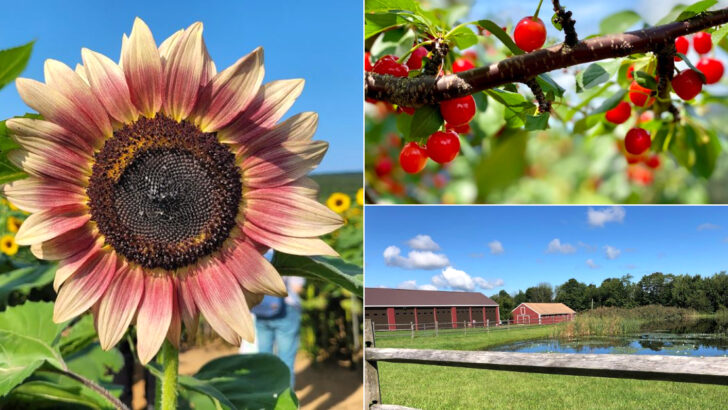 12 Connecticut Farms Where You Can Pick The Sweetest Berries Of The Season