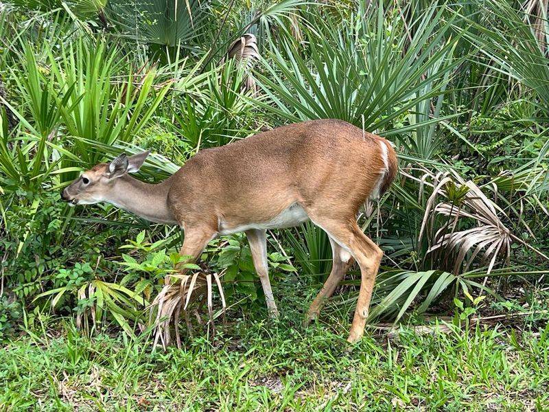 Myakka River State Park (Sarasota)