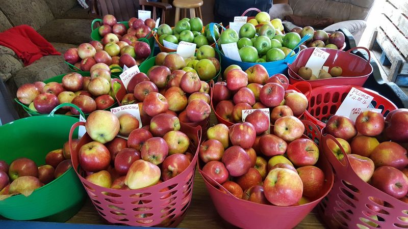 Noquochoke Orchards - Westport, Bristol County