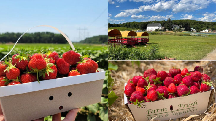 12 Massachusetts Farms Where The Berries Taste Better Fresh From The Field