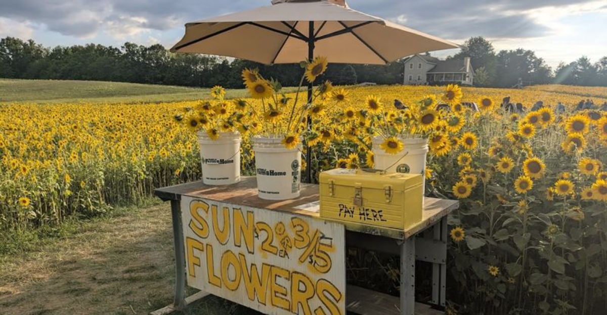 12 Michigan Sunflower Fields That Look Like They Were Made For Summer Memories