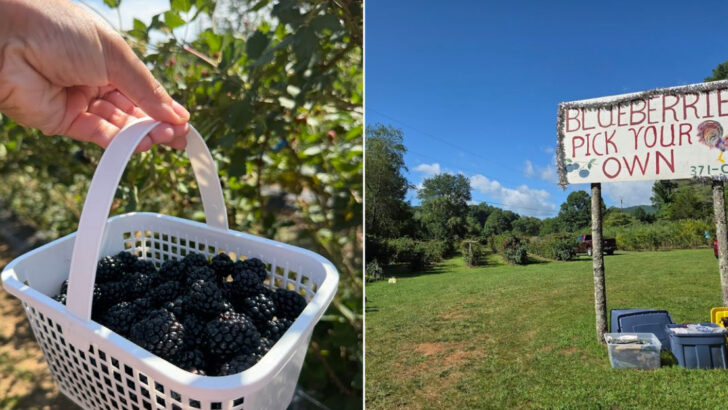 14 North Carolina Farms Where Picking Your Own Berries Is Half The Fun