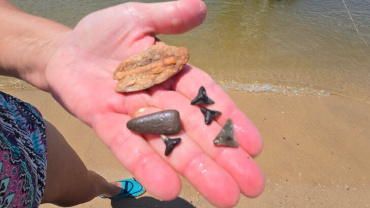 7 Virginia Fossil Hunting Spots Every Explorer Should Know About