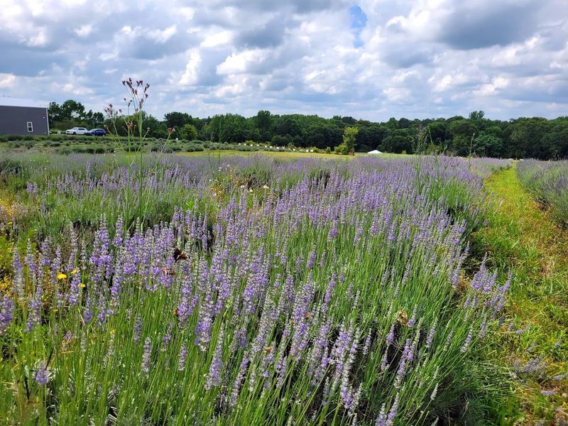 Lavender Hill Farm - Calhoun Falls, Abbeville County