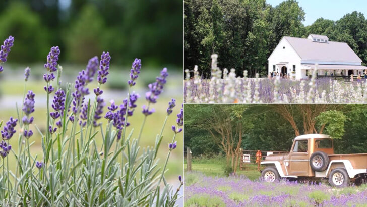 8 Lavender Farms in South Carolina That Feel Every Bit as Dreamy as They Look