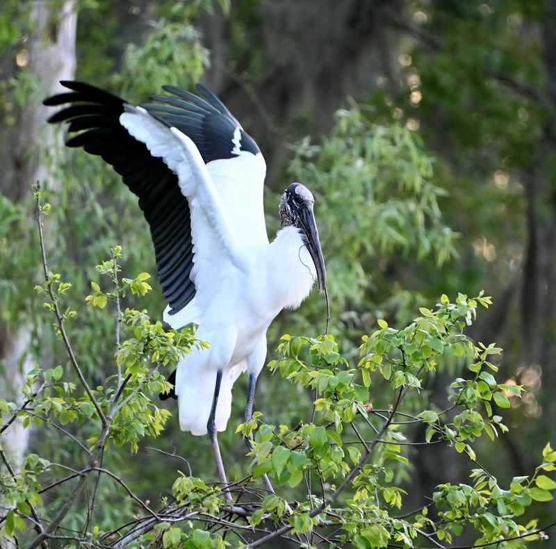 Woody Pond: The Place To Watch Majestic Wood Storks Gather