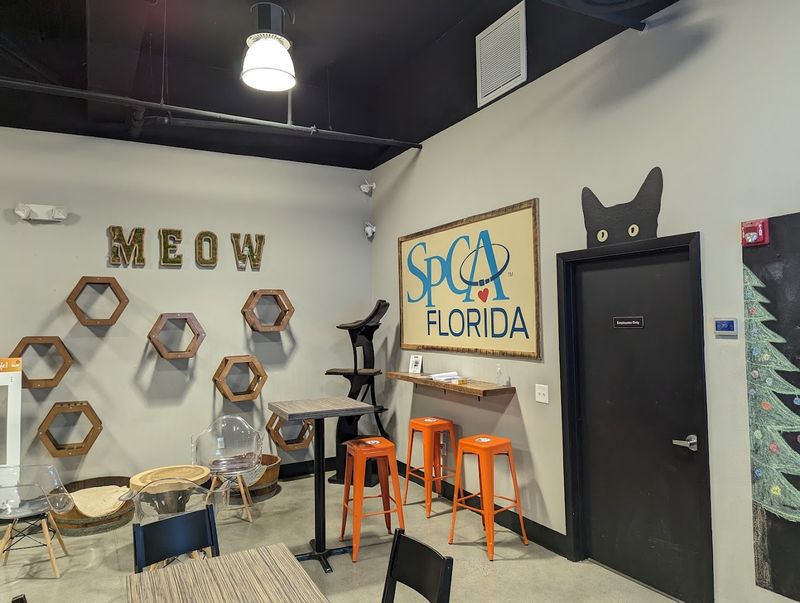 Inside the Cat Lounge Experience