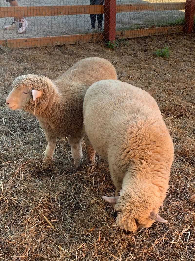 Meet The Friendly Farm Animals