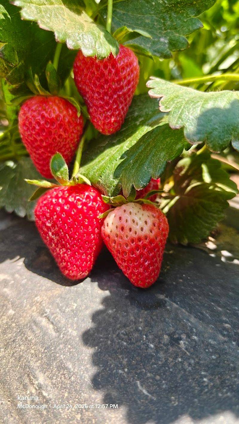 Strawberry Season Is the Perfect Spring Kickoff