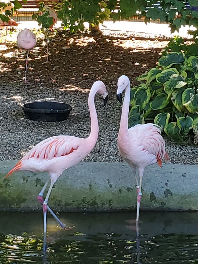 Hand-Feed Flamingos and Get a Truly Unforgettable Animal Encounter