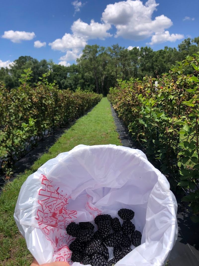 Blackberry Picking That Feels Like a Small Victory