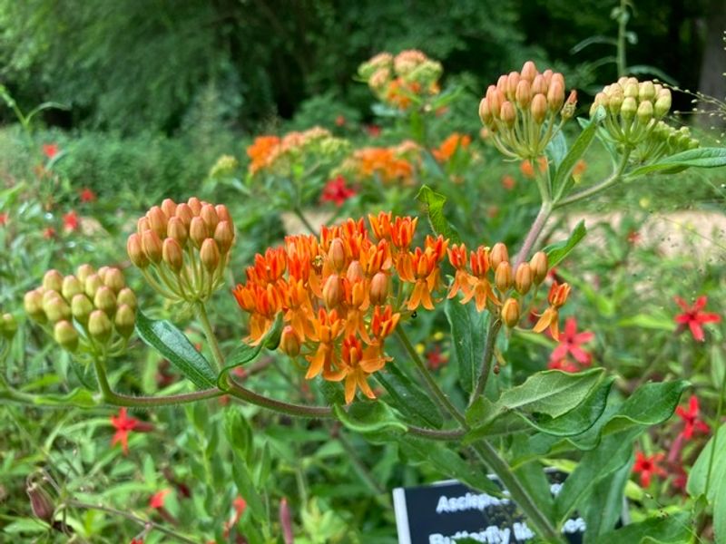 Why The Native Plant Focus Feels So Different