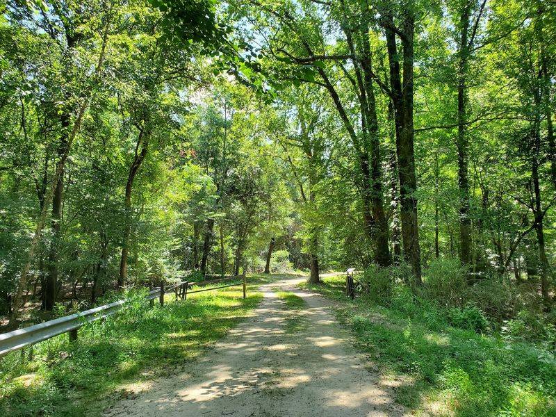 Horseback Riding Through Pines And Wetlands