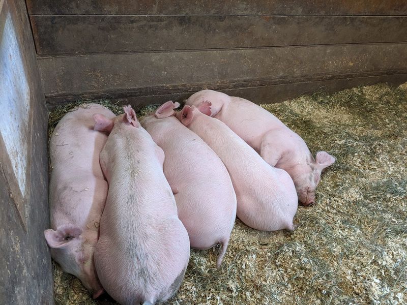 Meet the Farm Animals Up Close