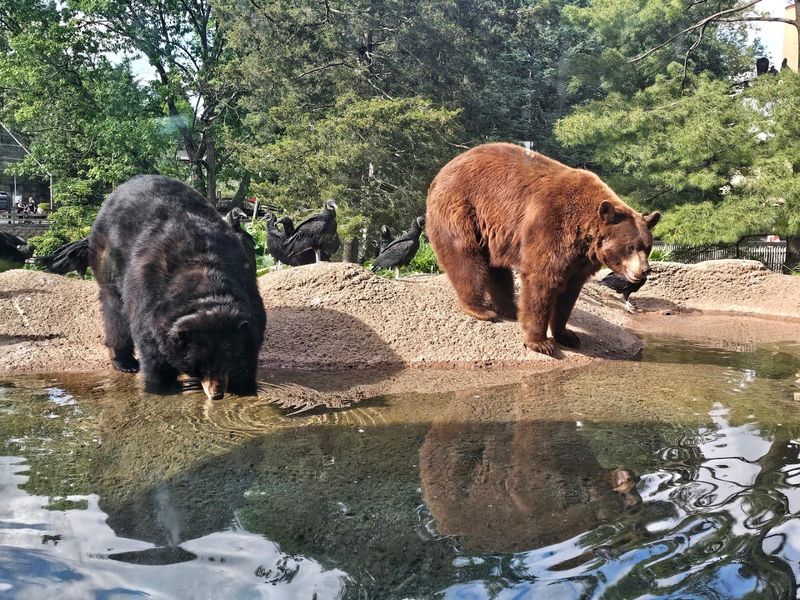 Meet The Powerful Animals Of The North
