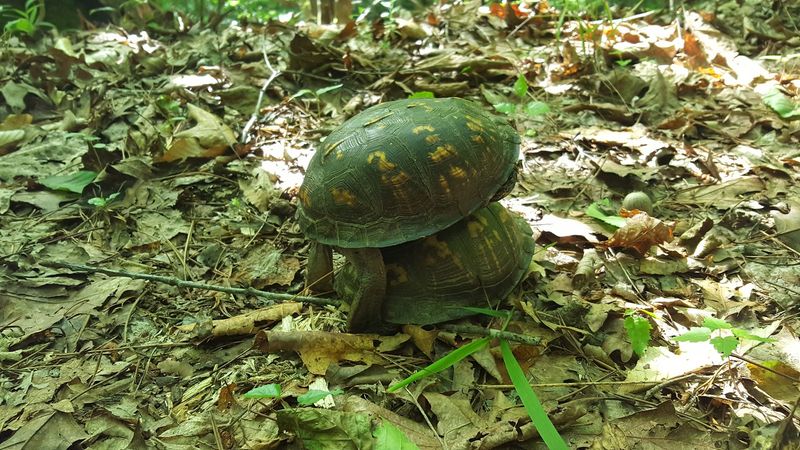 Wildlife Watching in the Quiet Woods