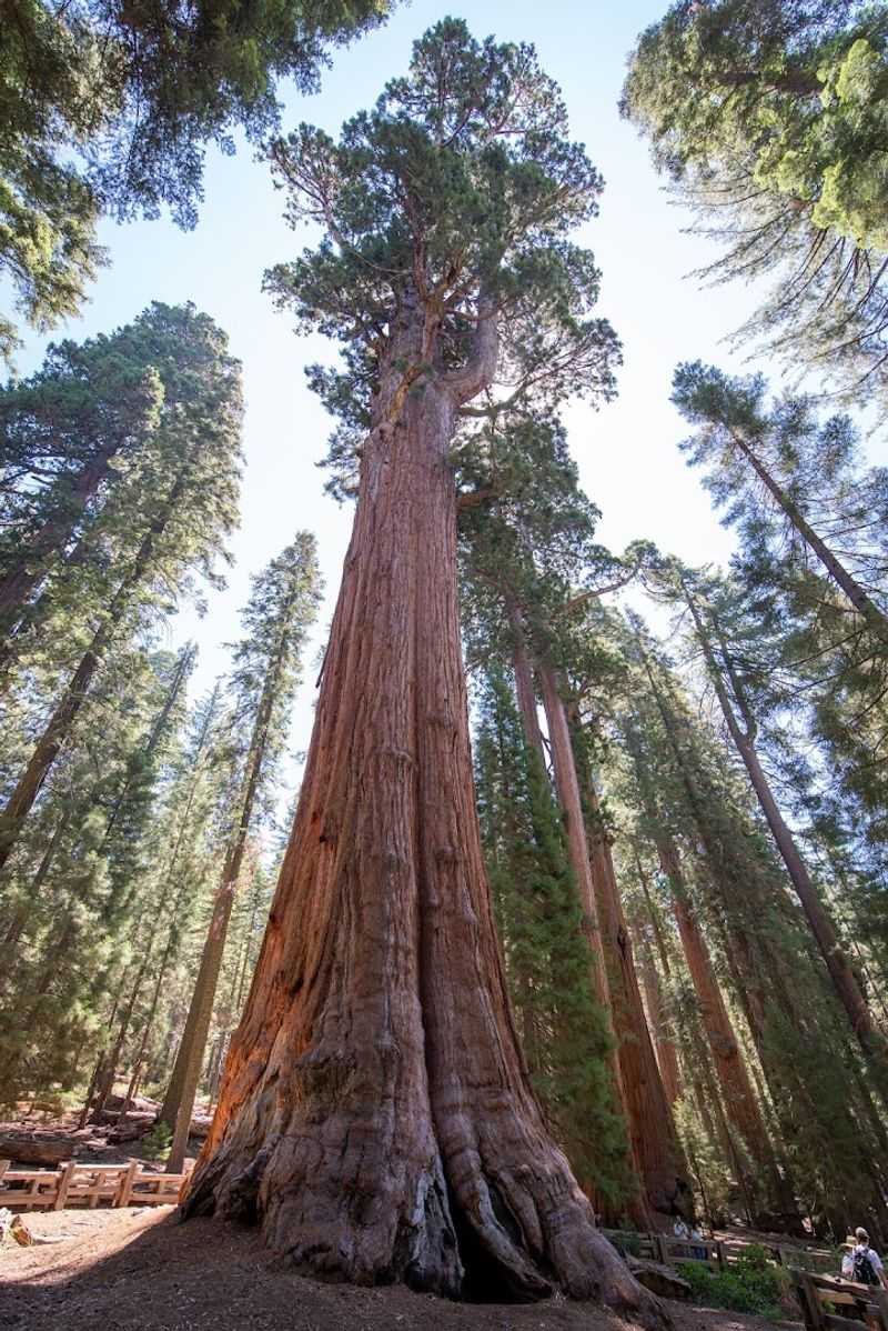 The Trail Connects You With Sequoia's Bigger Landscape