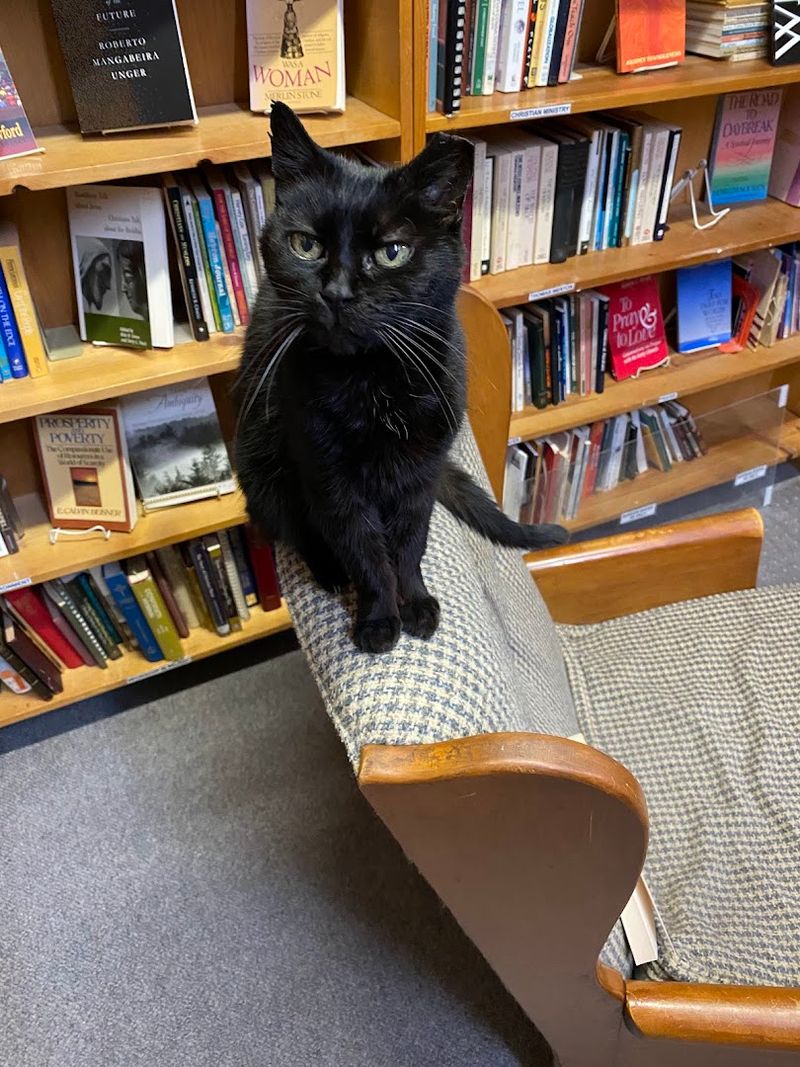 Senior Feline Hosts Who Rule the Stacks