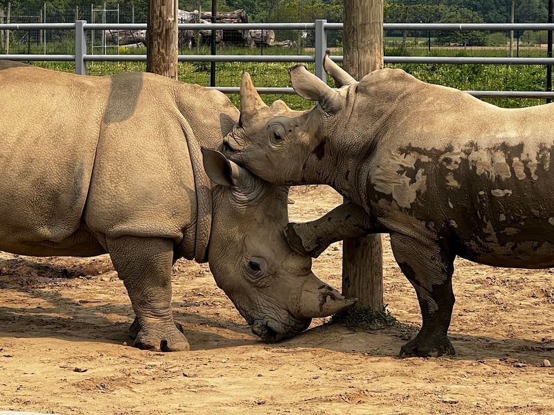 Meet Rhinos, Penguins, Lemurs, Kangaroos, and More