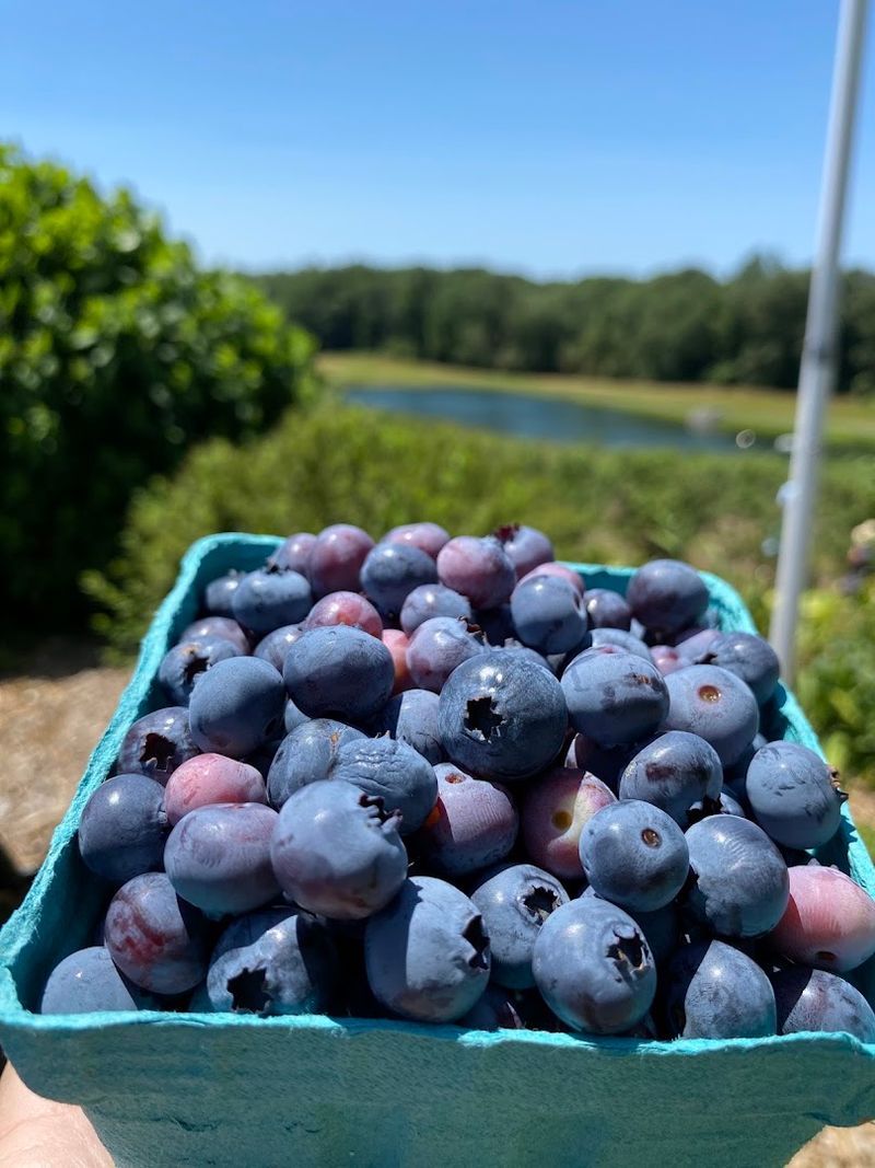 Why blueberry picking is the star summer activity