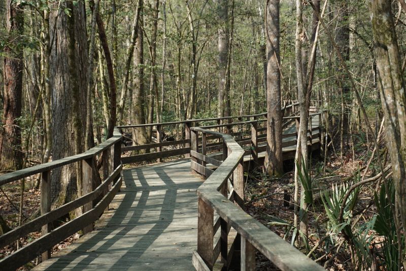 Audubon Center at Francis Beidler Forest