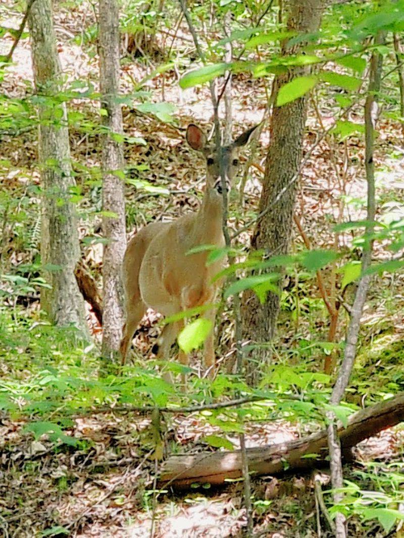 Autrey Mill Nature Preserve & Heritage Center