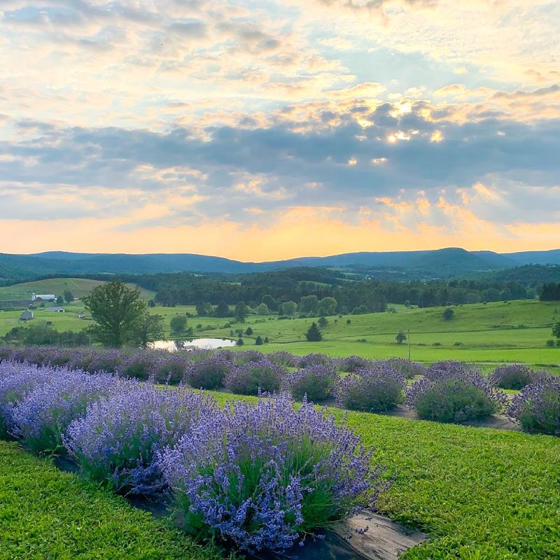 The Lavender Farm at Stone Ridge