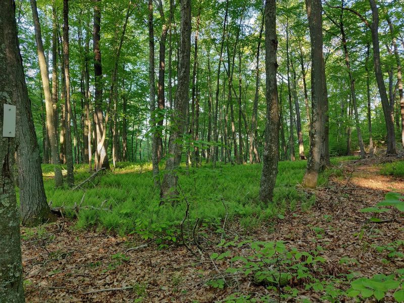 Trails Through Connecticut's Wild Heart