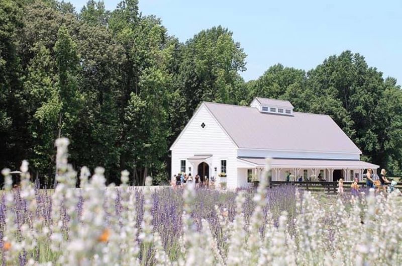 Sweethaven Lavender of Williamsburg - Johns Island, Charleston County